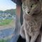 釣猫ベル