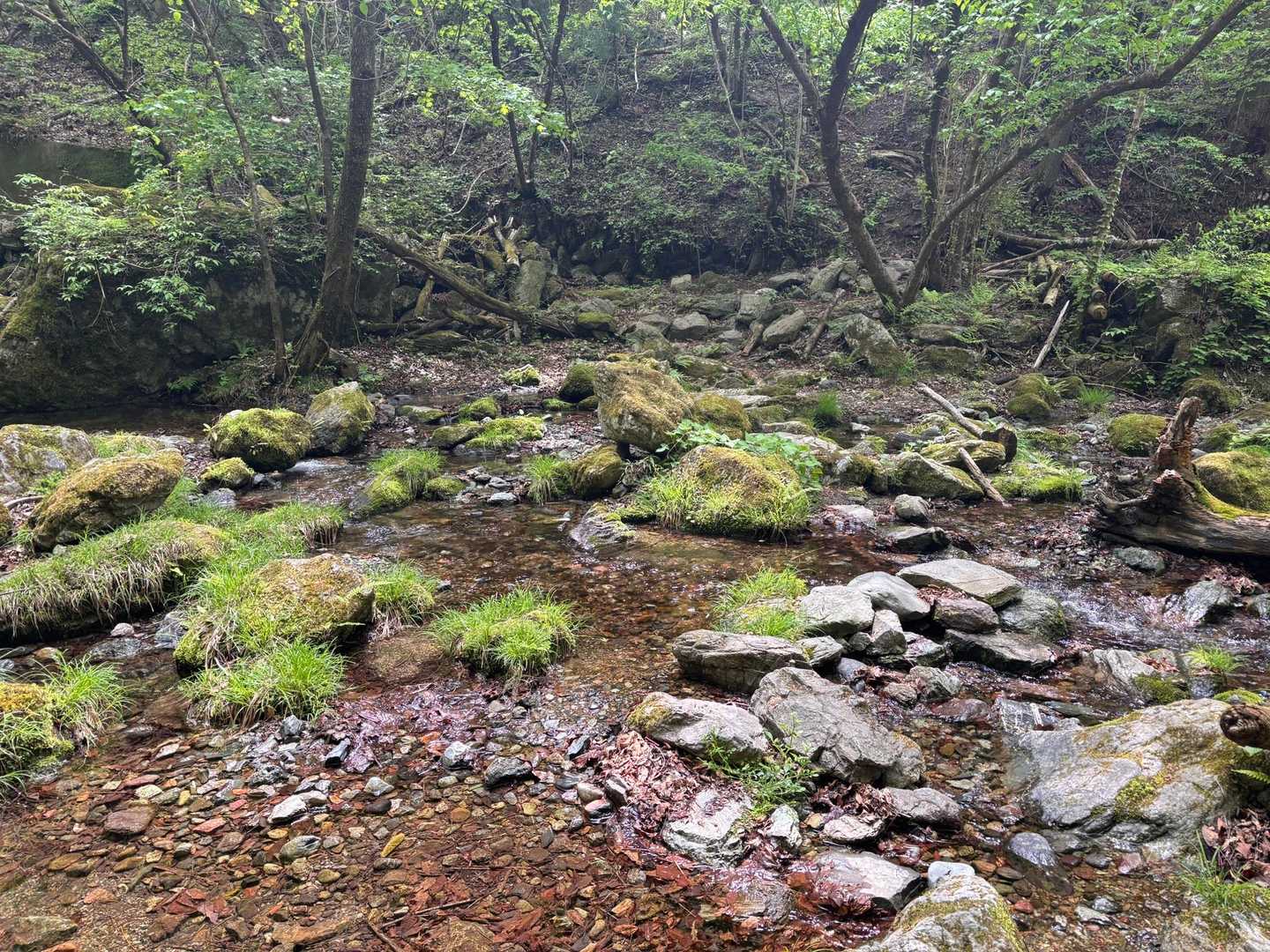 渡河するお