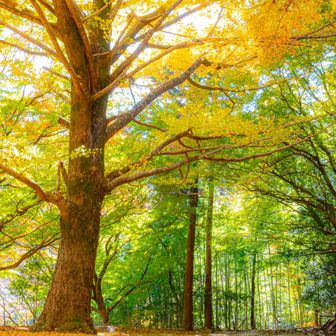 竹林好きの自分には、たまらない