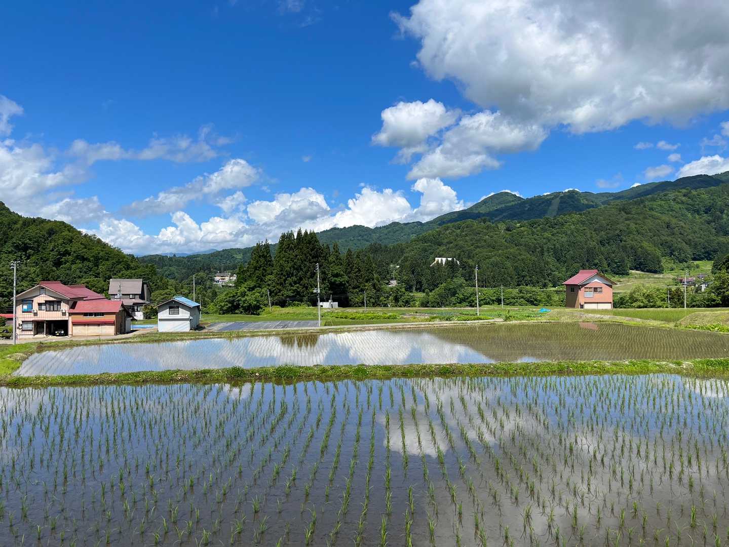 田植えがスッカリ終わった水田に青空。