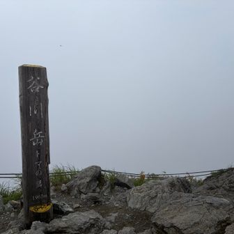 トマの耳