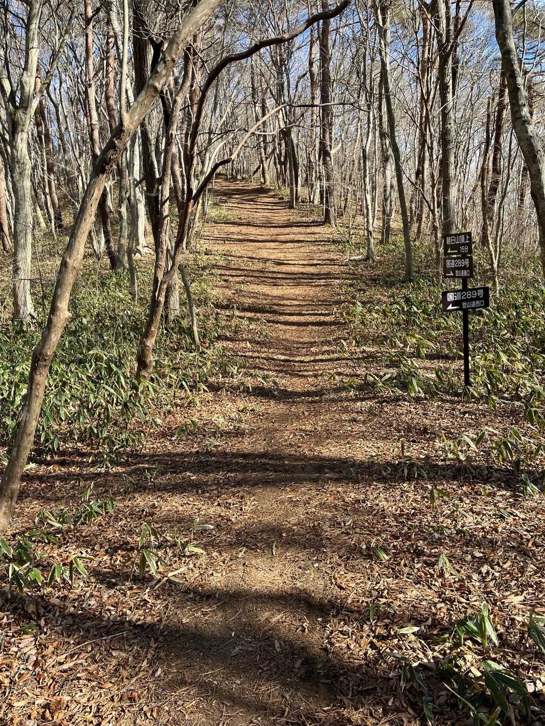 登山道に木の影が美しい🌲