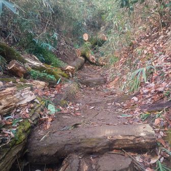 倒木がゴロゴロ。
歩くすき間はありますが、足元は注意⚠️