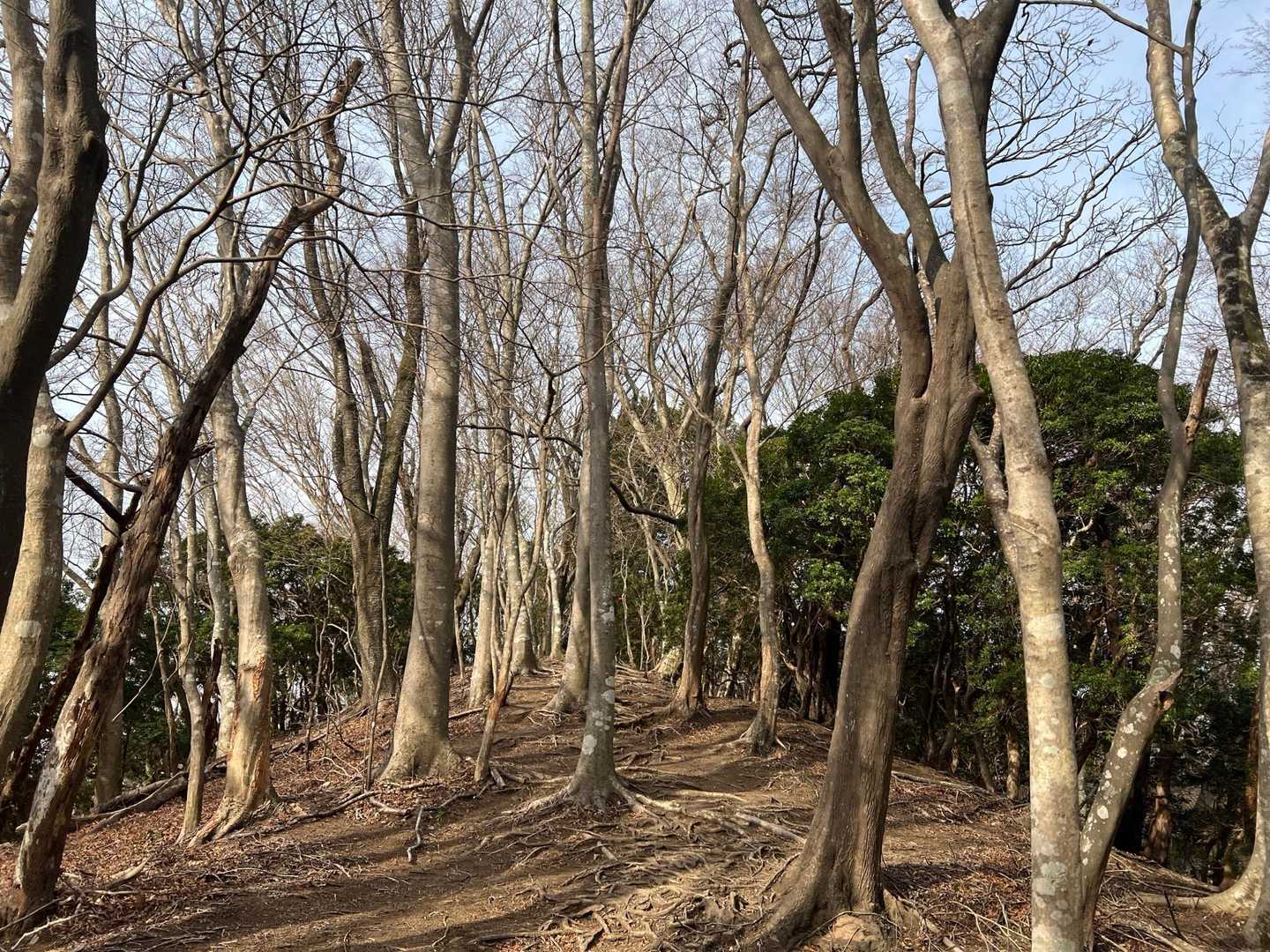 ええ道やなぁ♡
薄日も差してる