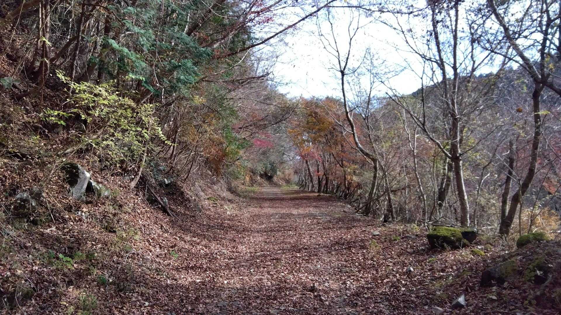 怪我無く、安全地帯の林道まで戻りました