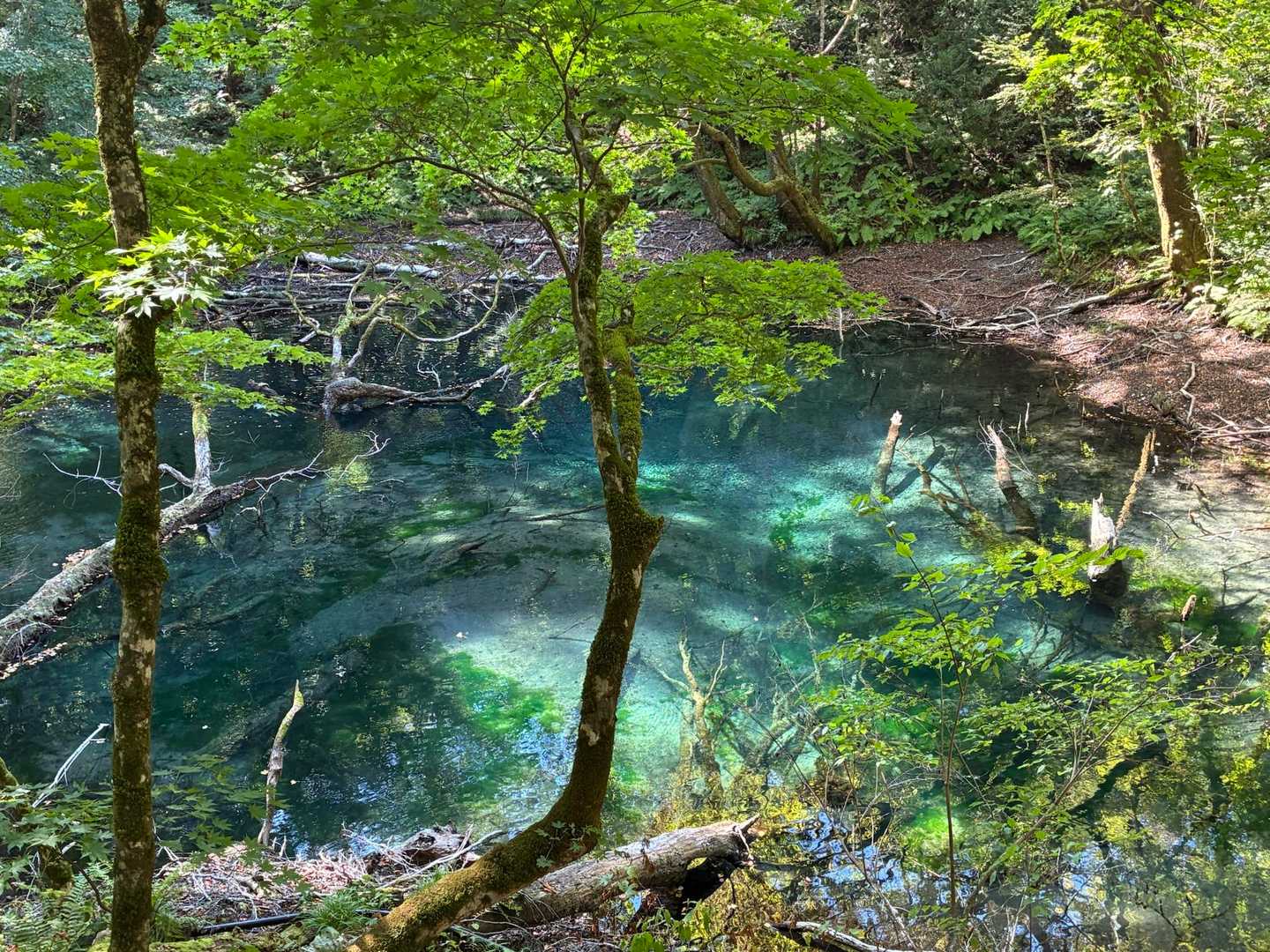 こちらの池も綺麗でした。