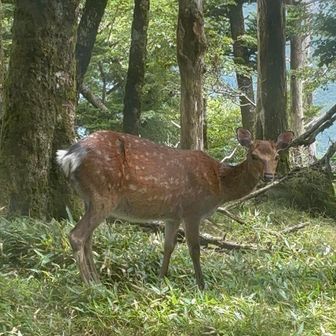 鹿🦌多数。小屋の周りをウロウロ。
近くだから迫力。