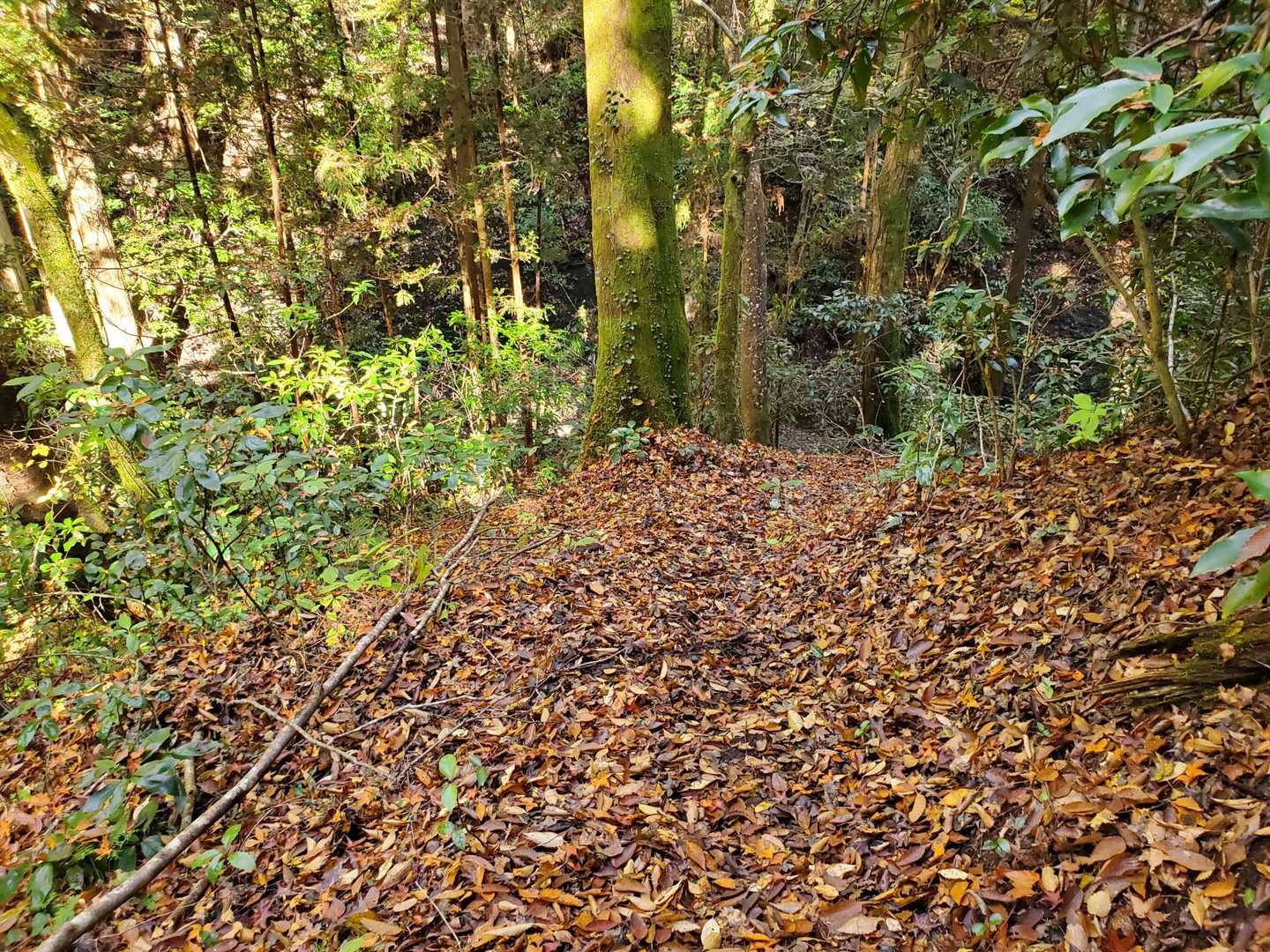 落ち葉の道🍂
今日は木陰がうれしい💦