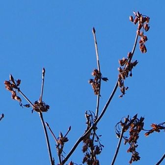 リョウブ。
冬芽や果実の様子。