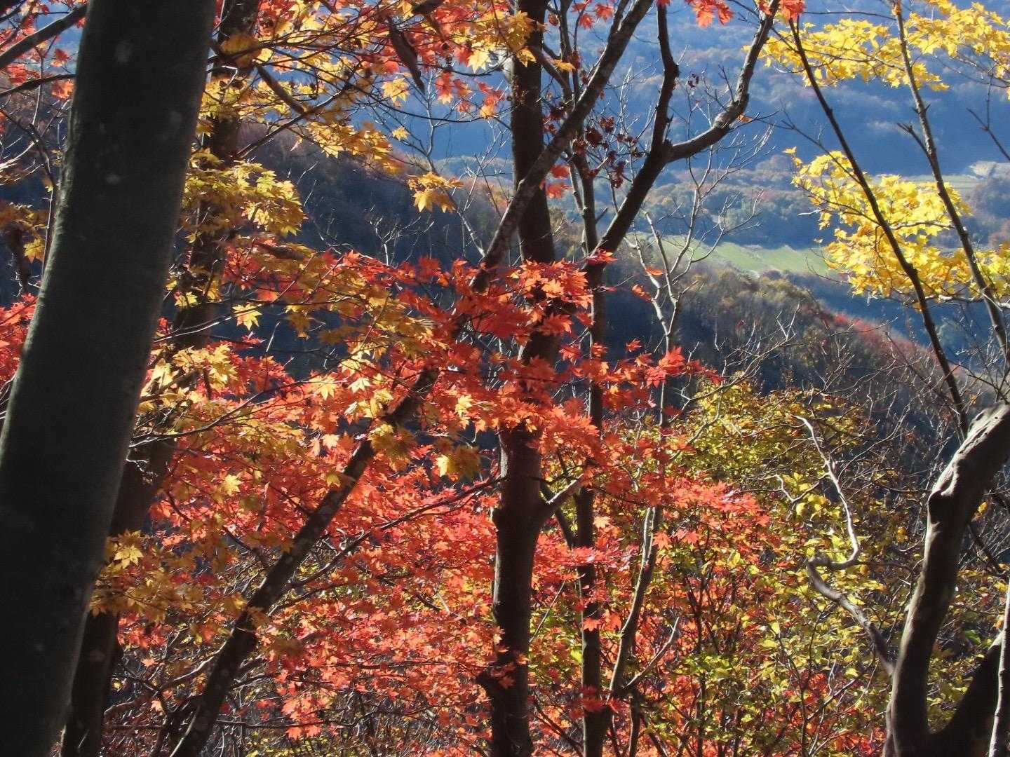 🍁😍