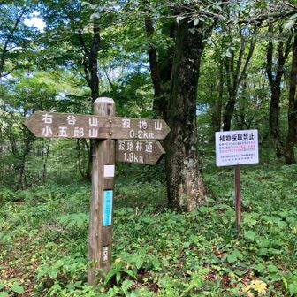 あと少しで頂上。