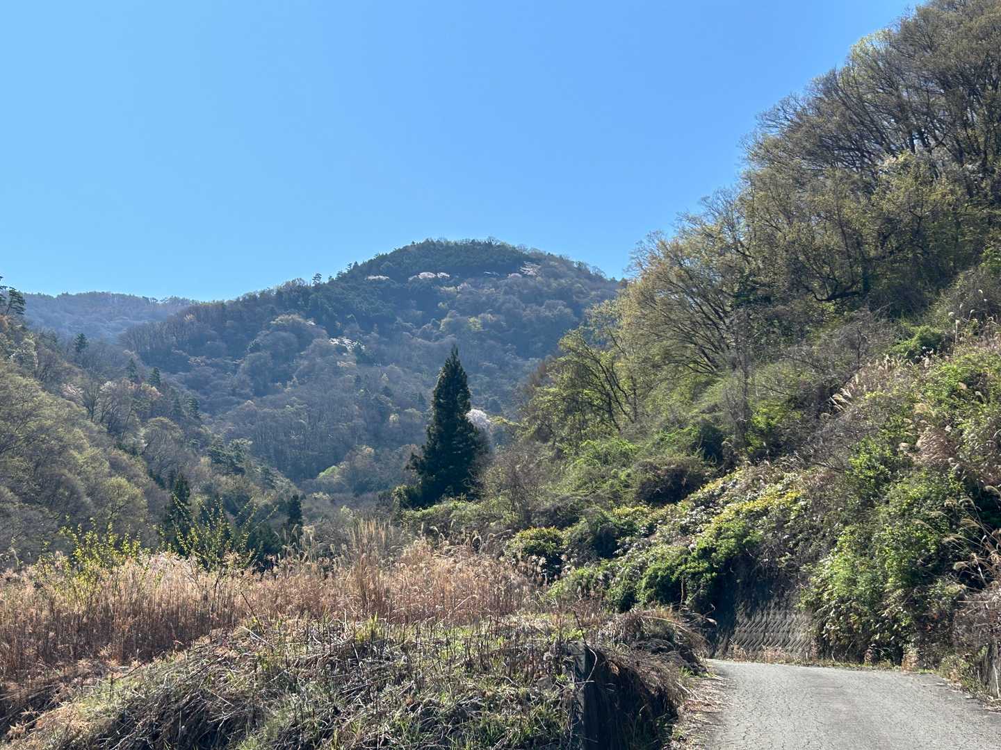 これから登る「山之神千本桜」の参道です
桜が参道沿いに竜の如くという表現は少し大袈裟に聞こえるかもしれませんが
実際は桜がぽんぽんと点在している感じです