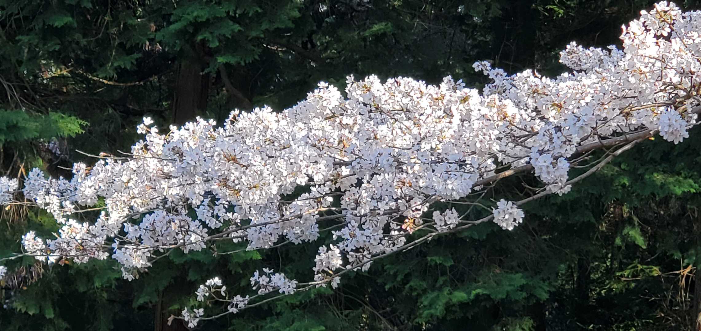 象鼻山の写真