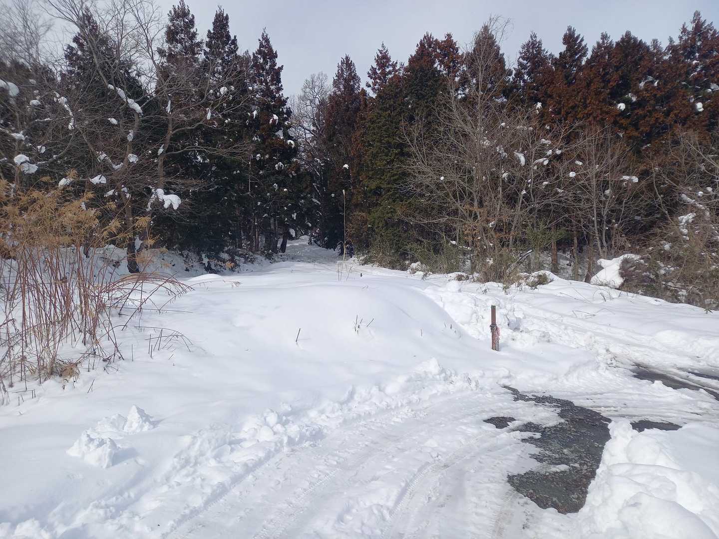 車一台分しか除雪されてなかった🅿️