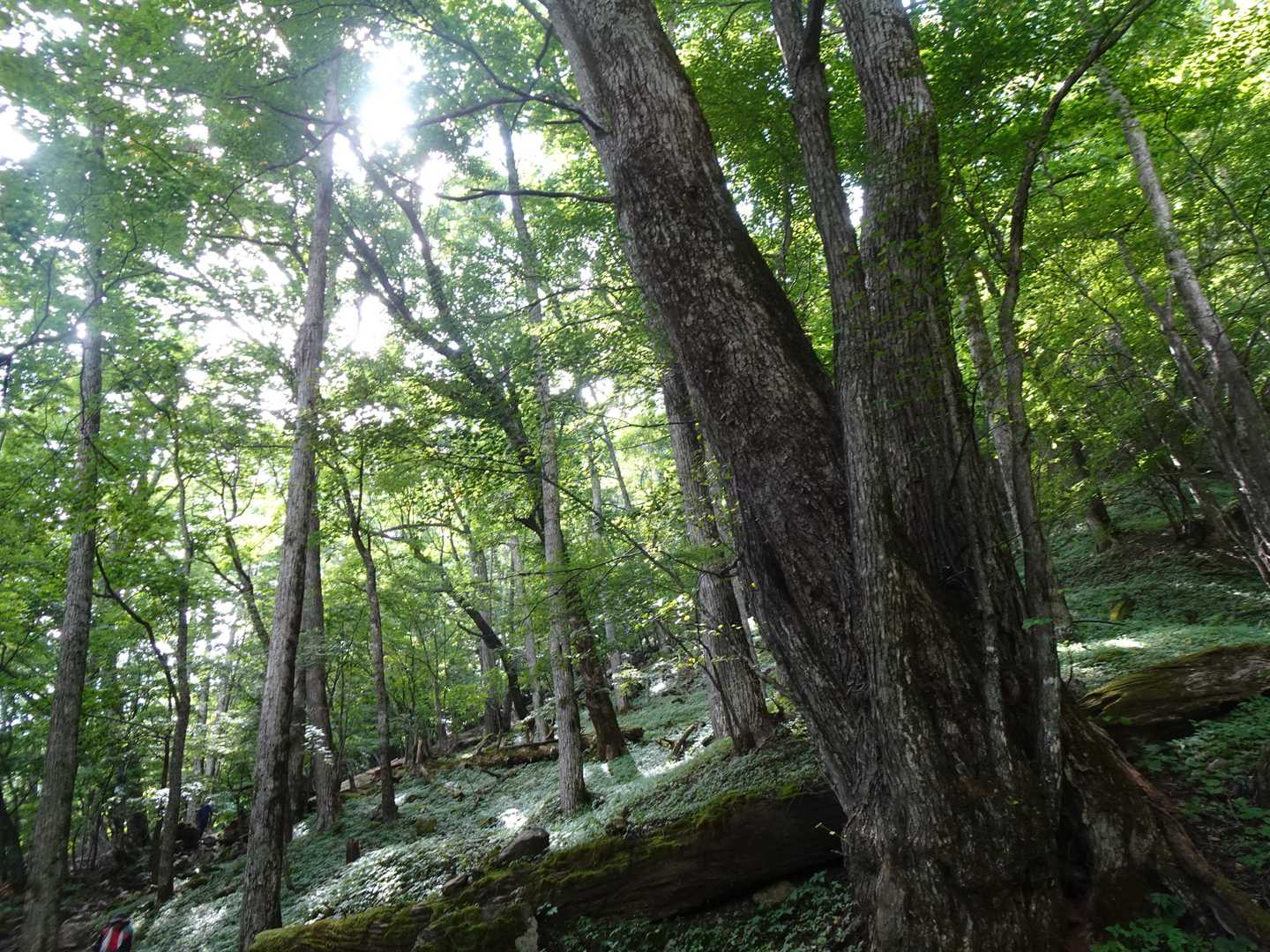 14時のバスに間に合うよう急ぎめの下山、広河原のカツラ🌳
巨木の森、そして沢音が大きくなれば登山口近しです👍
