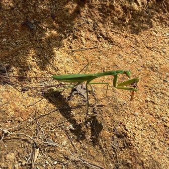 道の真ん中にカマキリが。こっち見てる