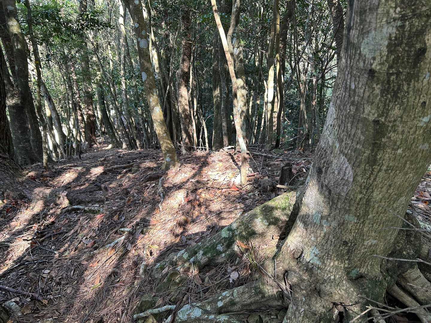 などと遊んだ場所からYAMAPルートをたどる。
何故か道が荒れているような😅