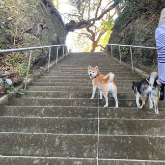 いきなり段差の大きな階段。花はスイスイ上手に登る。海は時々足を踏み外しながら頑張って登るよ。