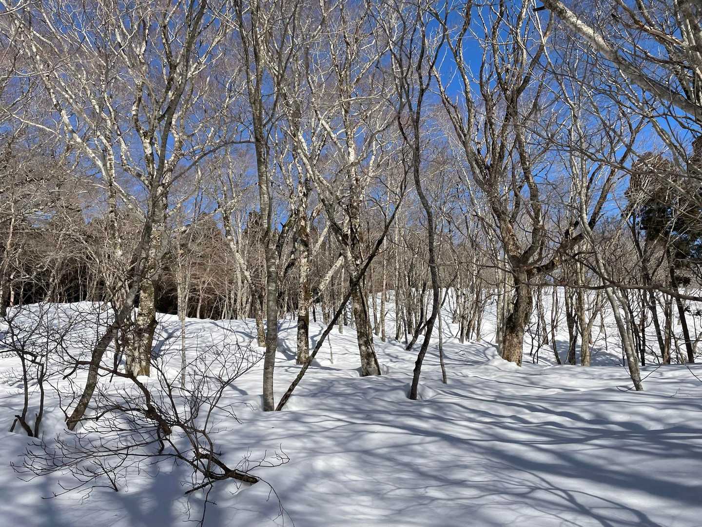 快晴の青い空に白い雪が眩しい✨