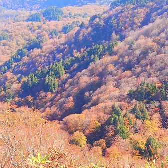 この辺、今が見ごろです🍁