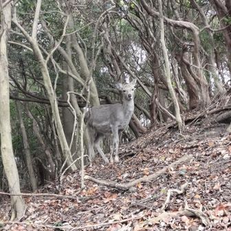 邪魔したね、ほいじゃバイバイ👋