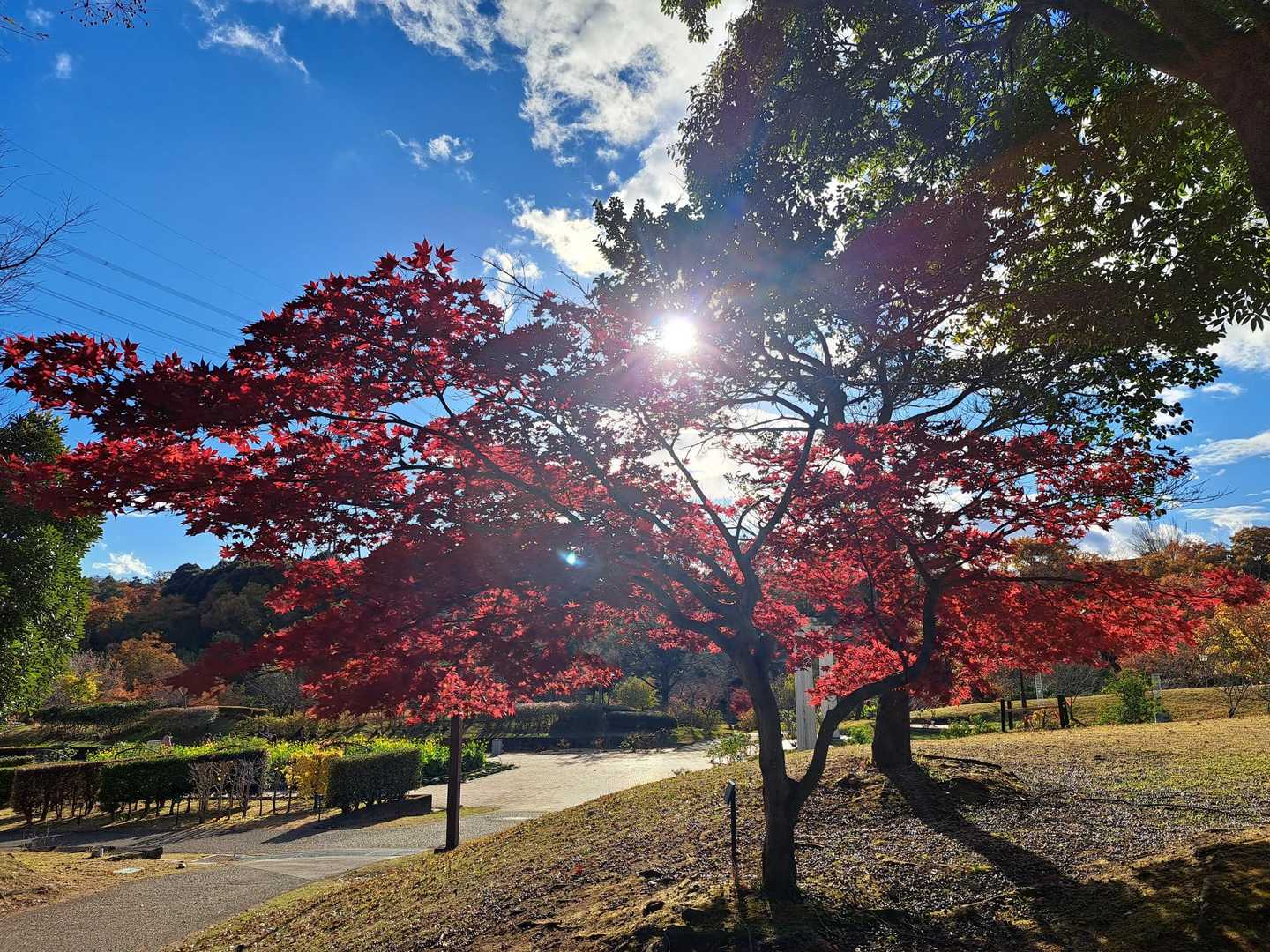 弥勒山-大谷山 周回コースの写真