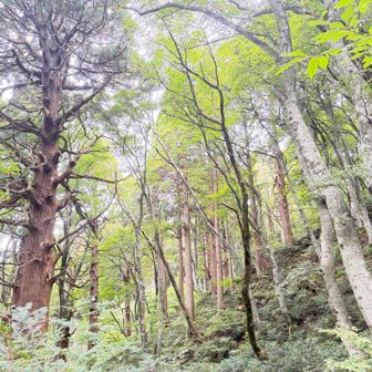 植林じゃ無い「生きてる森」気持ちいい