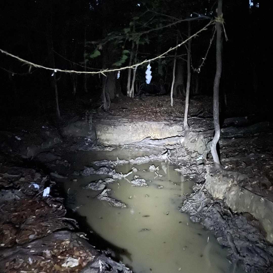 え〜っと…池塘…
と言うか獣の泥浴び場♨️🐗