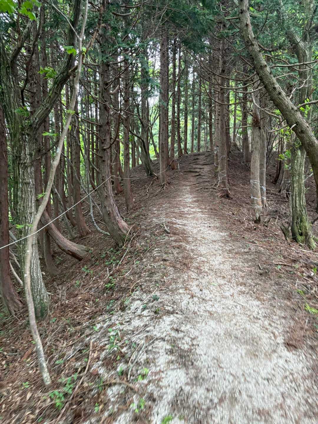 なだらかな登山道