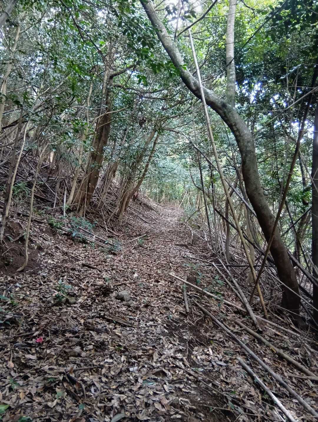 その後はピンク色のリボンがあり道もわかりやすい