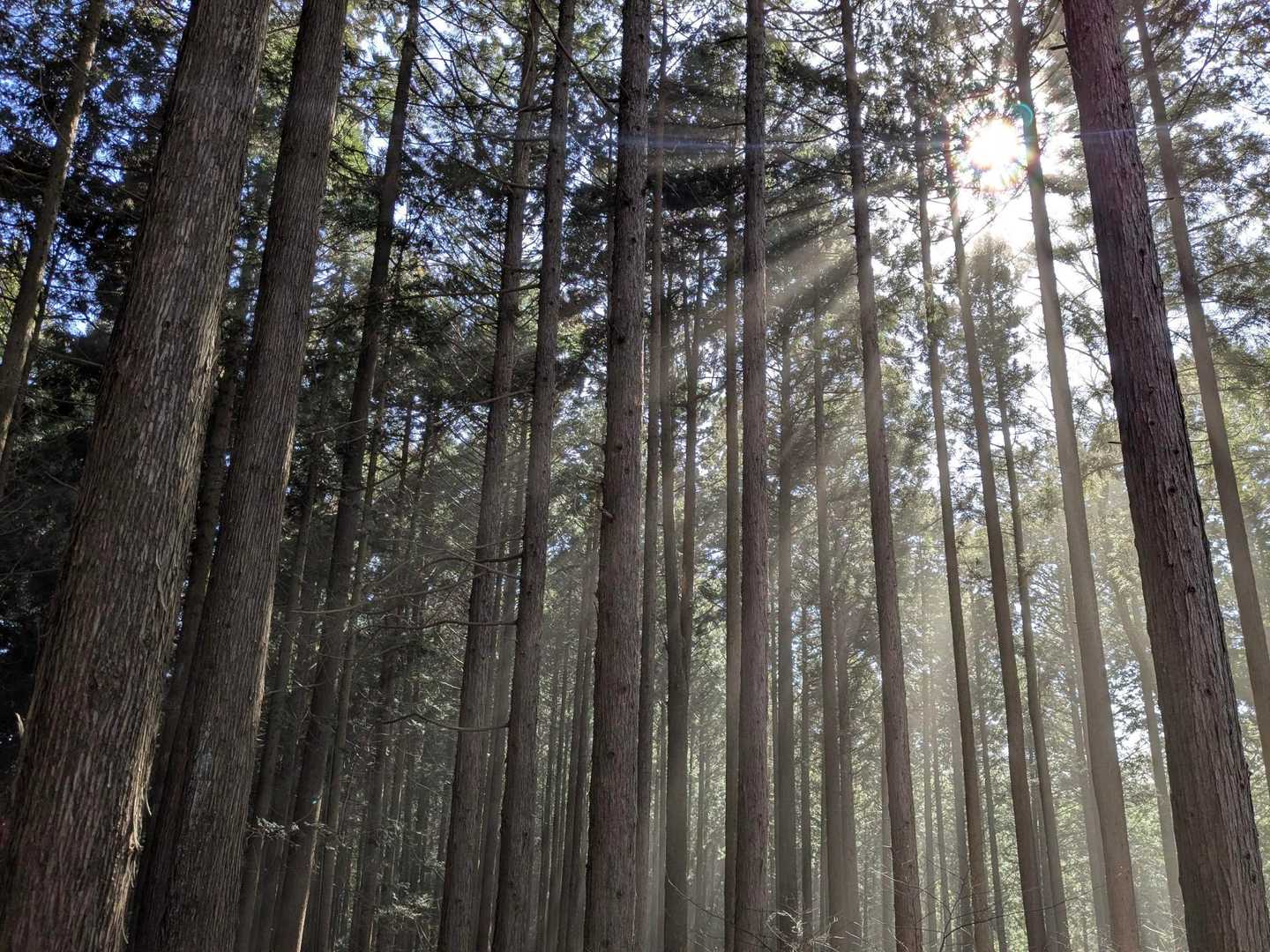 荷田子峠 ・城山・臼杵山登り口-荷田子峠-臼杵山-石津窪山 縦走コースの写真
