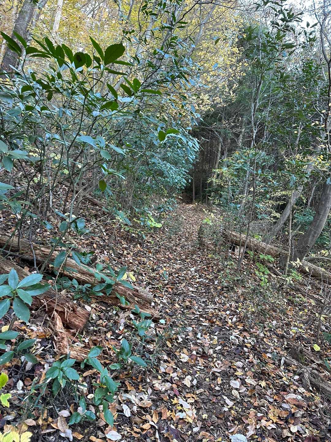 でも山頂まで行ってみて解った。
あんな石がある場所を“足場が悪い”と言う程に、ここは登山道が綺麗に作られているんだ…と言う事に。