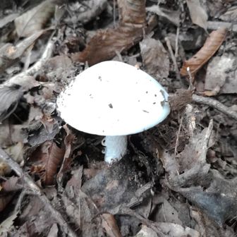 下山中　　　　　　　　　　　　　　　　　　　
🍄が少ないので　　　　　　　　　　　　　　　
これでも写しとくか😅