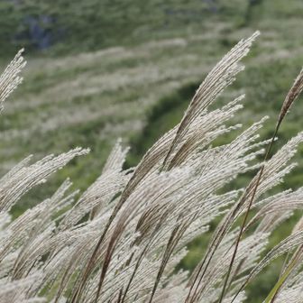ススキが増えてきました