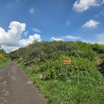 右が登山道？
いや、散策路ですね🚶‍♂️