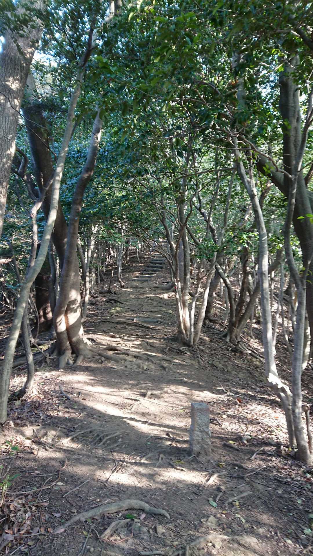 遠見岳 | 九州のお伊勢様「伊野天照皇大神宮」から登る神功皇后伝説の山の写真