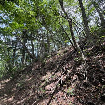 中岩山ピーク付近。道はピークを巻きますがピークは取れます。