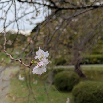 🌸