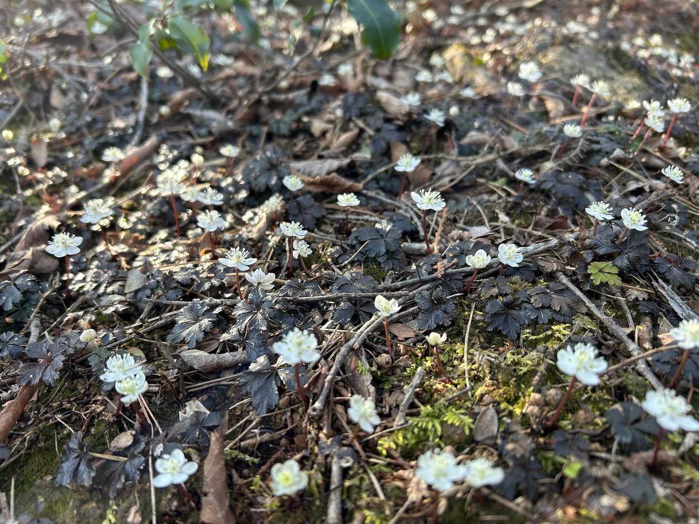 きたぁ〜