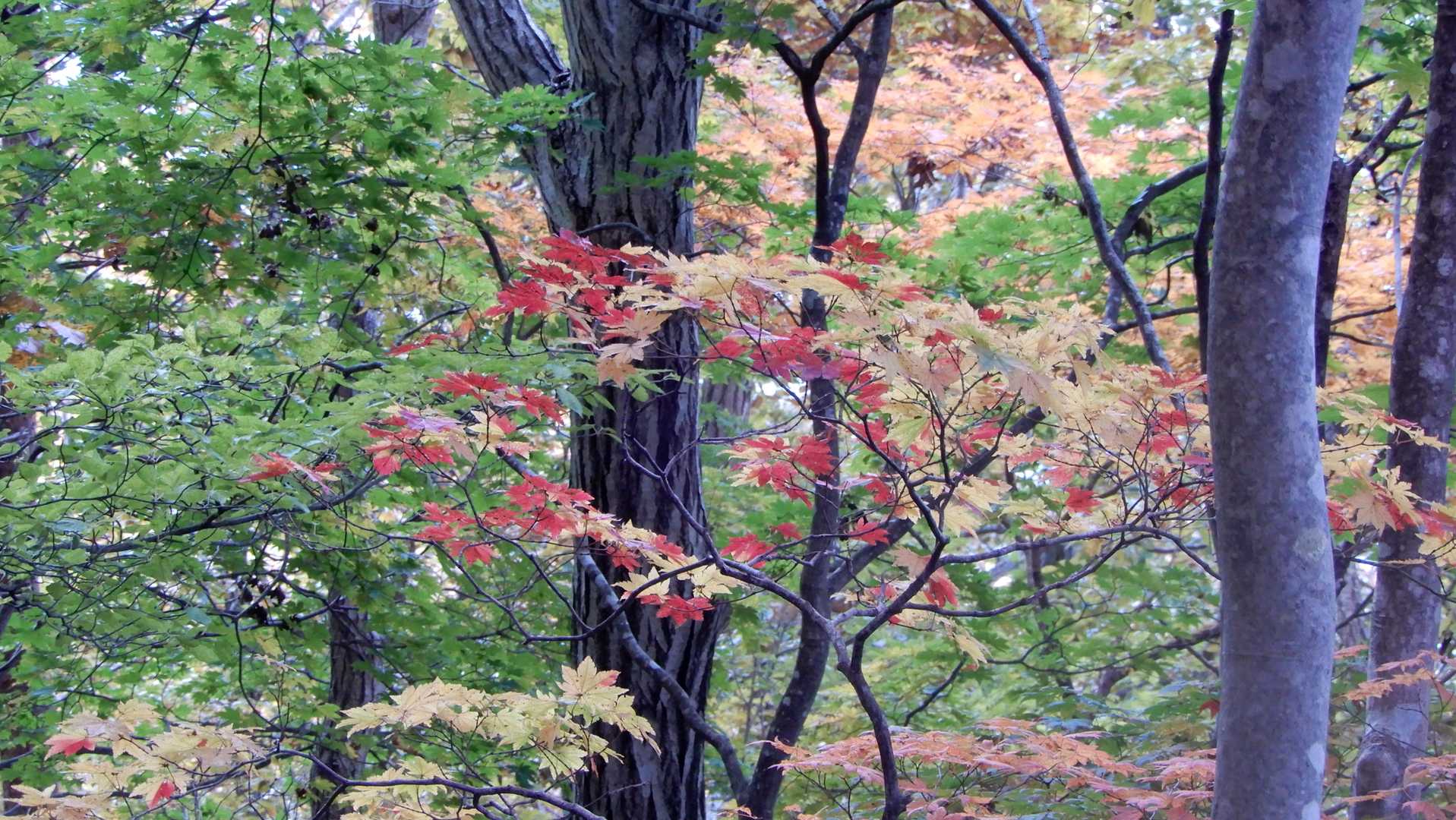 紅葉…良い感じぃ５