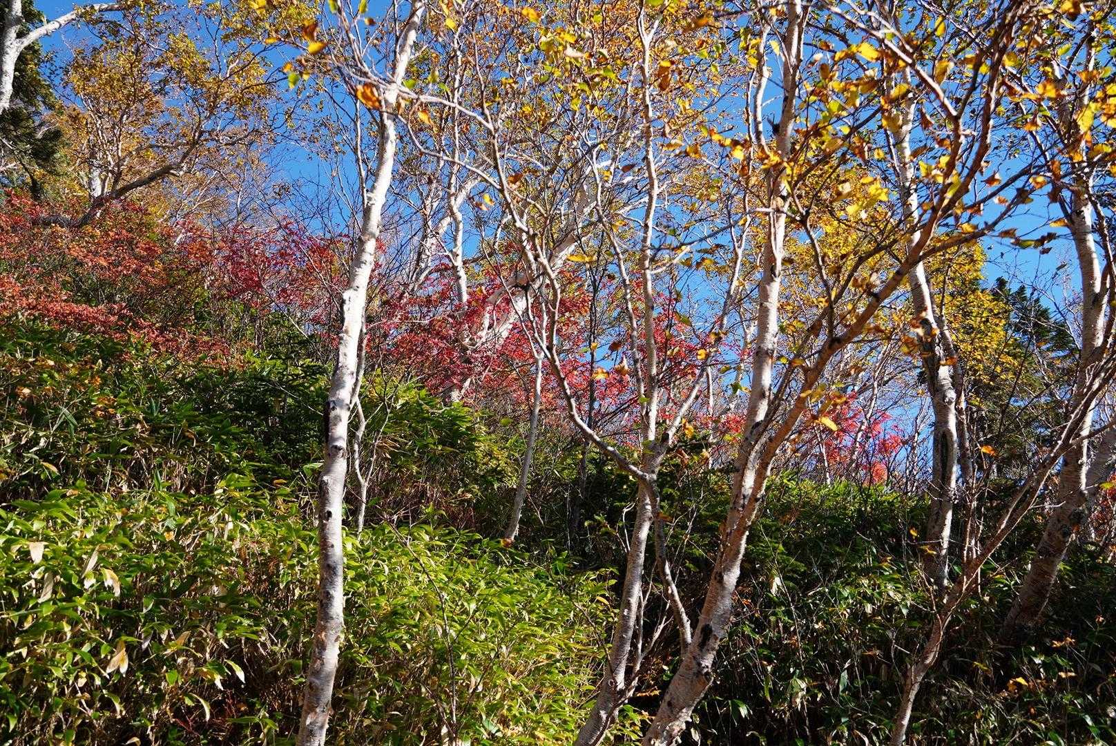 紅葉と青空が綺麗