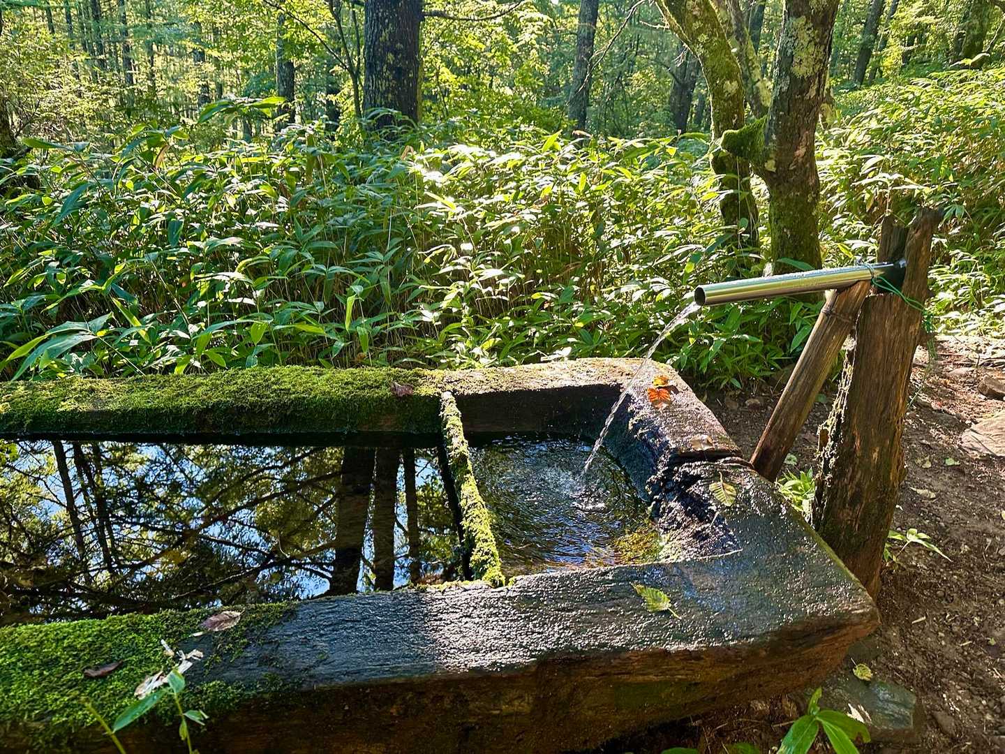 池山小屋分岐の水場に到着した時は
下半身ベッチャベチャ💦💦💦
前日雨だった事もあり
ズボンはずぶ濡れに😱
暑い樹林帯登山には最適だったから
良かったけど
もう絶対ココは通りたくない😅
次は池山小屋まで素直に歩いて
行こぉ〜っと👍