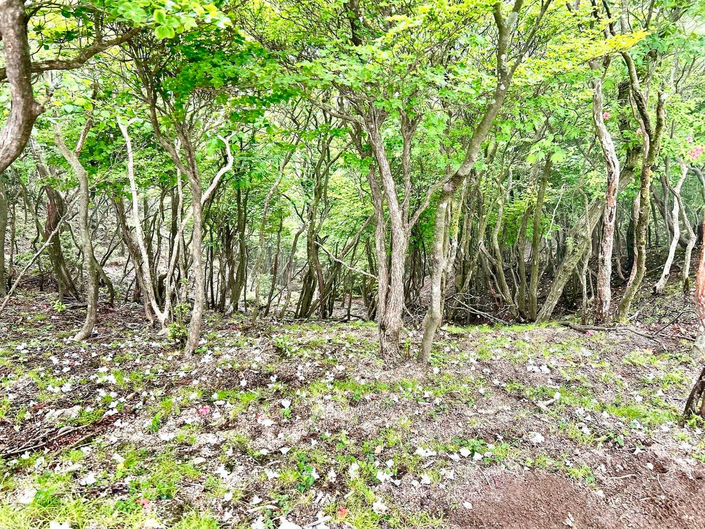 登山道はずっと、シロヤシロの
落ち花に、埋め尽くされてました。

最後に見納め🤍