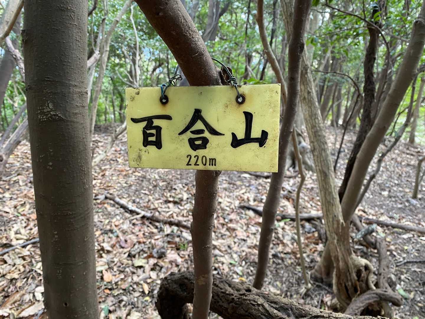 百合山の写真