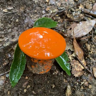 これはキノコ風の養生パーツ笑