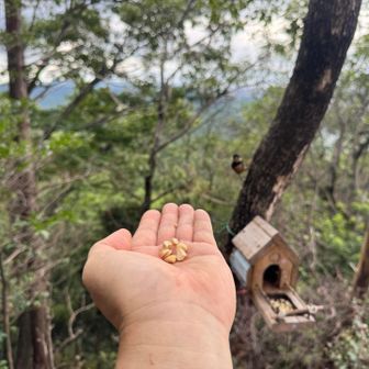 成合寺さんが作った雨男くんの右腕で数日かけて徐々にならし、Mintさんの大活躍のおかげで、ついに手のりに成功したと✨
早速挑戦🤚

…早速ハウスの上にとまってます🐧