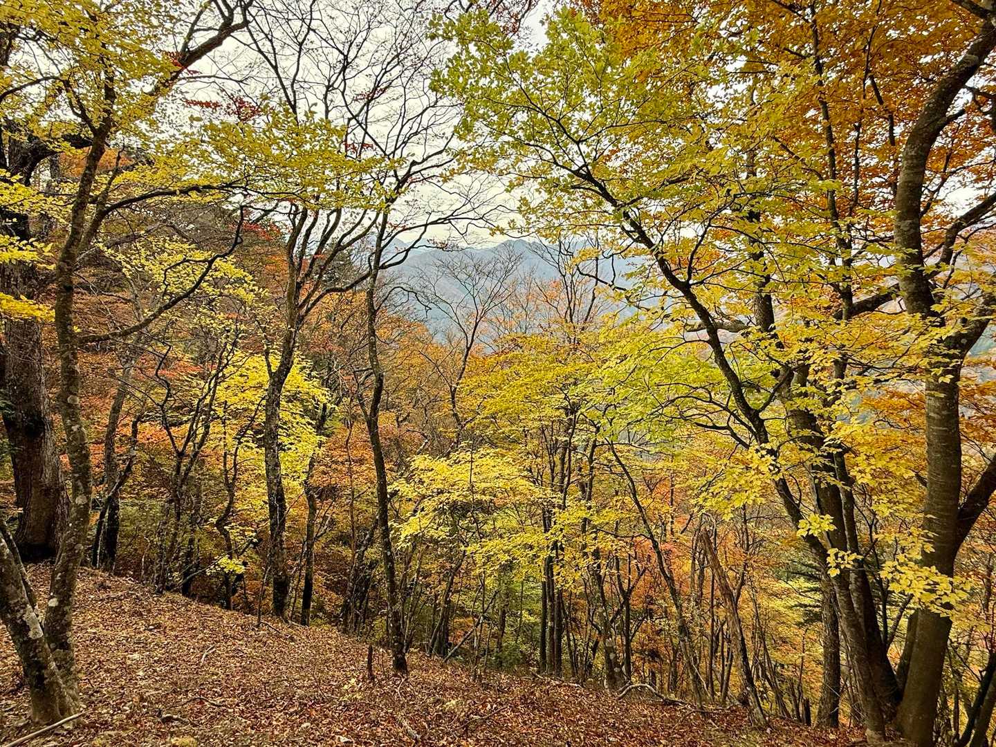 しかし紅葉は見事だった💛