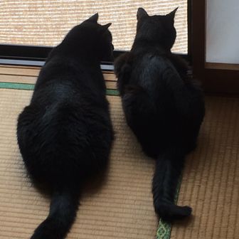 ねこまんま