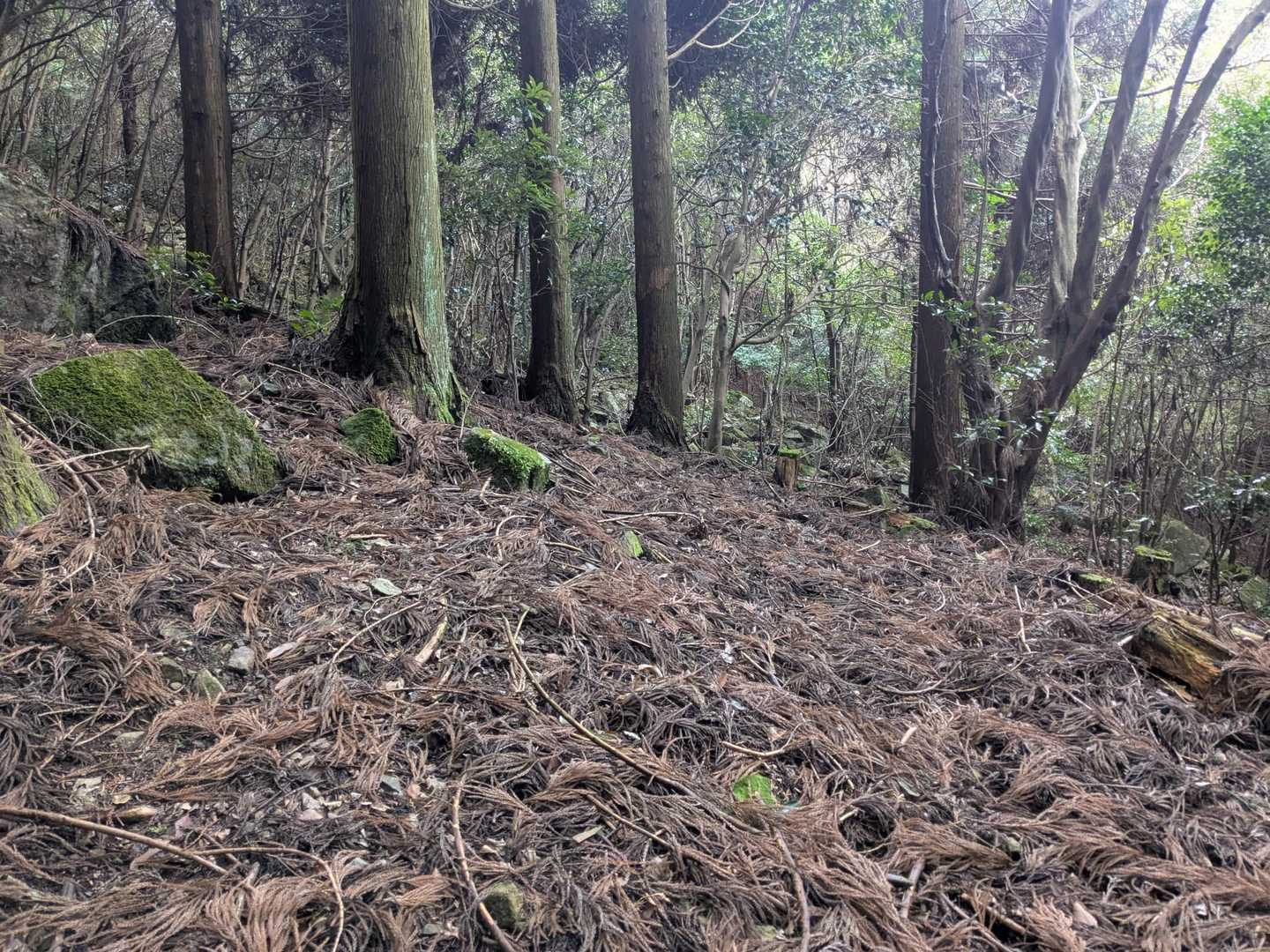 YAMAP地図🗺️では
この辺りが❨お花畑❩らしい