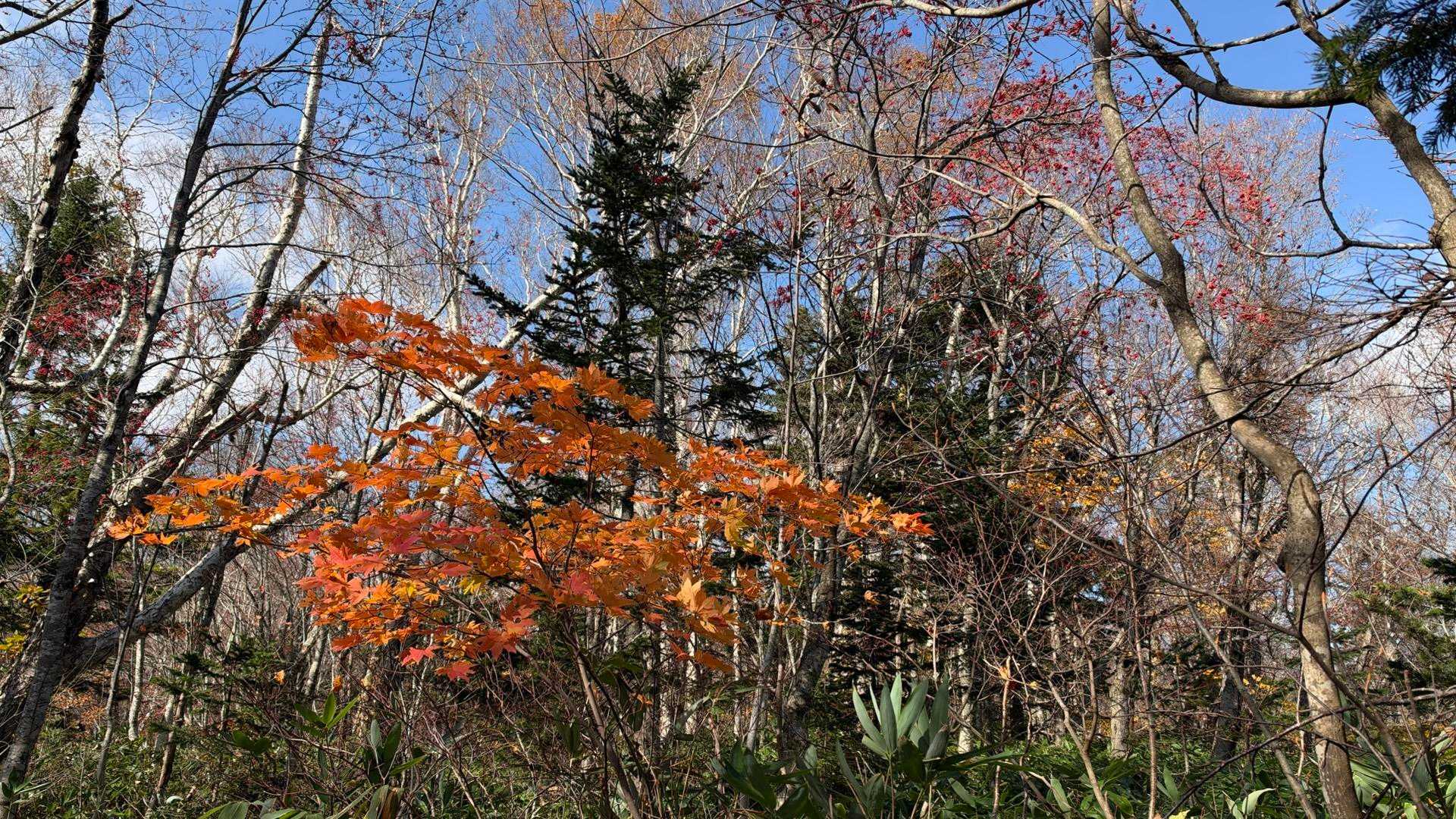 桂岡登山口-銭函峠-春香山 往復コースの写真